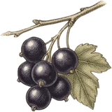 Cassis