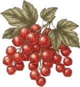 Groseille