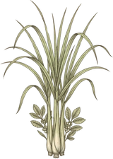 Citronnelle Lemongrass