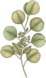 Eucalyptus