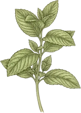 Menthe