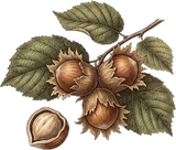 Noisette